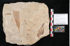 Foto (Objekt + Etikett) von Myrica lignitum Unger (NHMW-GEO-2024-0188-4002)